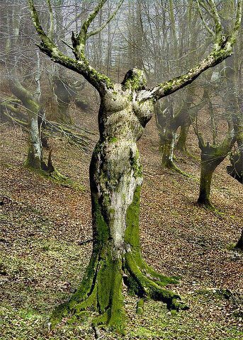 - mother-nature-tree